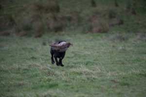 Black labrador retuning a pheasant